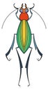 Cricket icon. Green summer animal. Decorative bug