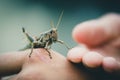 Cricket insect Royalty Free Stock Photo