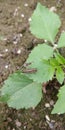 cricket insect Autumn brown coloured sitting on a dahlia leaf