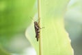 Cricket insect bug on a palm leaf rain drop Royalty Free Stock Photo