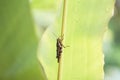 Cricket insect bug on a palm leaf rain drop Royalty Free Stock Photo