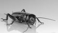 Cricket insect or Gryllidae isolated on a white background