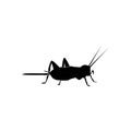 Cricket insect logo vector template