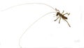 Cricket insect with long feelers Royalty Free Stock Photo