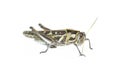 Cricket insect Royalty Free Stock Photo