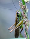 Cricket Insects belonging to different families of Orthoptera. Medium in size and greenish, brown and black in color