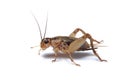 Cricket isolated Royalty Free Stock Photo