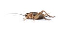 Cricket isolated Royalty Free Stock Photo