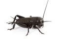 Cricket isolated on white Royalty Free Stock Photo