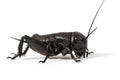 Cricket isolated on white Royalty Free Stock Photo