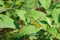 Cricket on a leaf