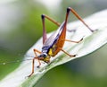 Cricket on a leaf