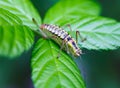 Cricket on a leaf