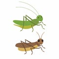 Cricket and locust, differences. Vector illustration isolated. Royalty Free Stock Photo