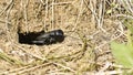 Cricket macro. Black cricket in the wild.