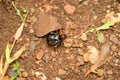 Cricket making noise, Gryllidae, Satara, Maharashtra, India Royalty Free Stock Photo