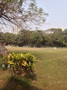 Cricket match in progress