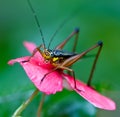 Cricket on a pink flower Royalty Free Stock Photo