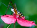 Cricket on a pink flower Royalty Free Stock Photo