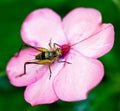 Cricket on a pink flower Royalty Free Stock Photo