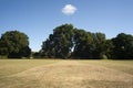 Cricket Pitch in park