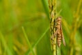 Cricket on rice plant