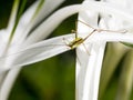 Cricket on the Spider flower Royalty Free Stock Photo