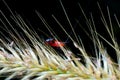 Cricket standing on the grass flower Royalty Free Stock Photo