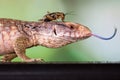Cricket on top of blue tongue lizard head Royalty Free Stock Photo