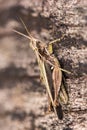 Cricket on tree trunk closeup Royalty Free Stock Photo