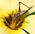 Cricket on a yellow flower Royalty Free Stock Photo
