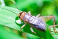 Crickets drink water on grass