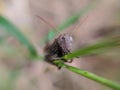 Crickets, of the family Gryllidae, are insects related to bush crickets, and, more distantly, to grasshoppers. Royalty Free Stock Photo