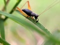 Crickets, of the family Gryllidae, are insects related to bush crickets, and, more distantly, to grasshoppers. Royalty Free Stock Photo