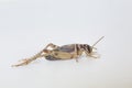 Crickets, of the family Gryllidae