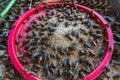 Crickets in farm, For consumption as food And used as animal fee
