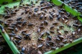 Crickets in farm, For consumption as food and used as animal fee