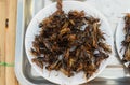 Crickets fried in white dish. Royalty Free Stock Photo