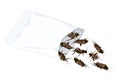 Crickets insects for eat as food deep-fried crispy snack in a foil wrap bag ready to eating for take away. It is good source of