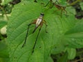 Crickets perched on green leaves