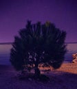 Crikvenica Tree Royalty Free Stock Photo