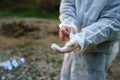 Crime investigation concept close up on hand of unknown forensic man putting on the rubber gloves at the crime scene collecting Royalty Free Stock Photo