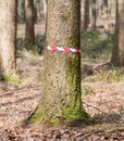 Crime scene in the woods Royalty Free Stock Photo