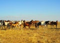 Crimea horses Royalty Free Stock Photo