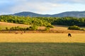 Crimea near the village of Sokolinoe