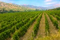 Crimea vineyard against mountains