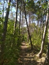 Crimean forest