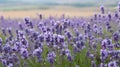 Crimean lavender flowers