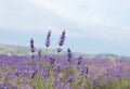 Crimean lavender flowers