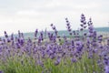 crimean lavender flowers